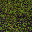 Antique Faded Green
