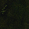 Deep Faded Green